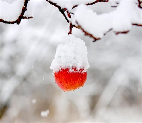 Schneebedeckter Apfel Der An Einem Baum H Ngt Andere B Ume Im