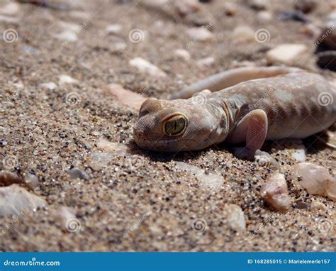 Naked Lizard In The Namib Desert Stock Image Image Of Africa Wild 168285015