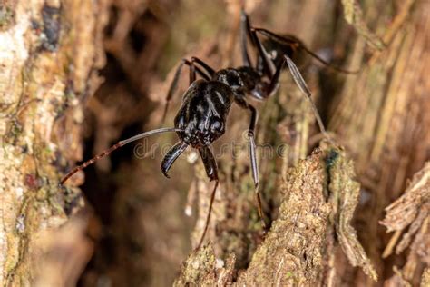 Adult Trap Jaw Ant Stock Image Image Of Floor Small 238166717