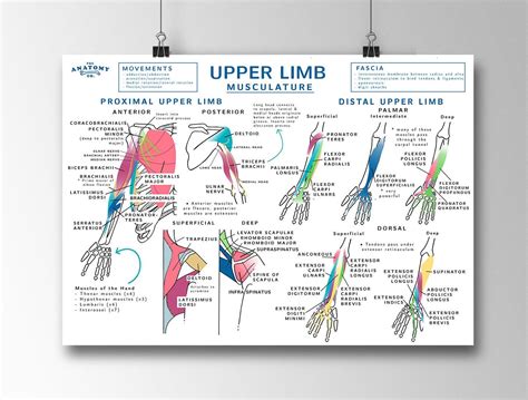 Upper Limb Musculature Anatomy Poster Etsy Canada Upper Limb