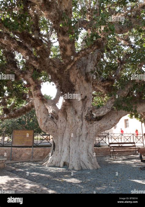 Year Old Sycamore Fig Tree At Monastery Of Ayia Napa Cyprus Stock