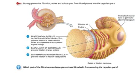 Glomerular Filtration Flashcards Quizlet