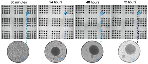 Cancers Free Full Text Pixelated Microfluidics For Drug Screening