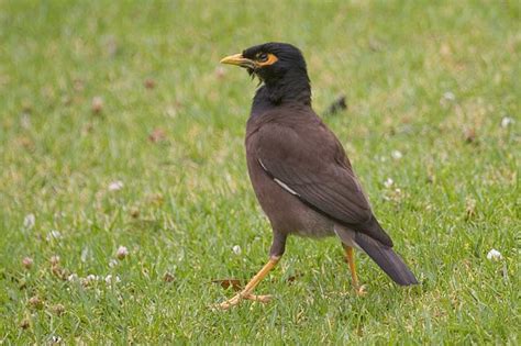 Common Myna Acridotheres Tristis