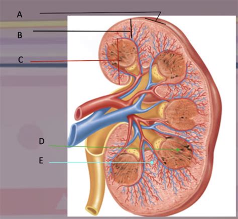 Kahoot Urinary System Flashcards Quizlet