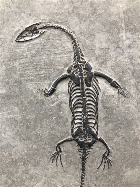 Marine Reptile Fossil Matrix Keichousaurus Sp 23 Cm 15 5 Cm