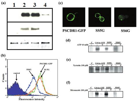 Expression Of Mutant Cdr P Gfps And Atp And Substrate Analog Binding