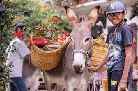 Passeggiata Con Gli Asini Sul Colle Di San Michele E Merenda Holidoit