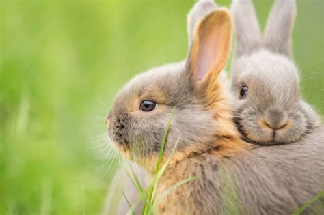 Unterschiede Zwischen Hasen Und Kaninchen Zooplus