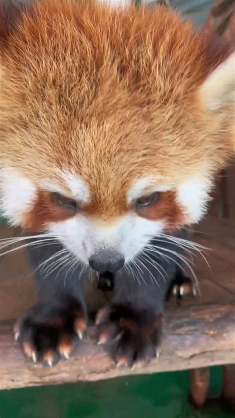 Red Panda enjoying his treats : r/aww