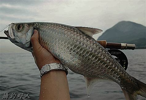 海水fly最佳入門魚 海鰱tarpon－攝釣野人的釣魚與攝影部落格｜痞客邦