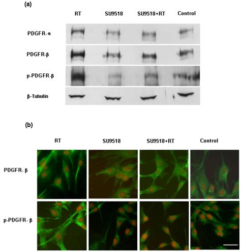 A Western Blotting Analysis Of Pdgfr And Phosphorylated Pdgfr