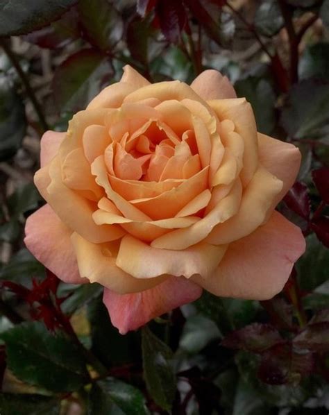 Rose Climbing Tropical Essence Springvale Garden Centre