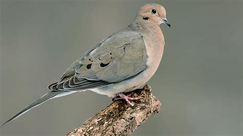 Poetry About Mourning Doves Naturalist Weekly