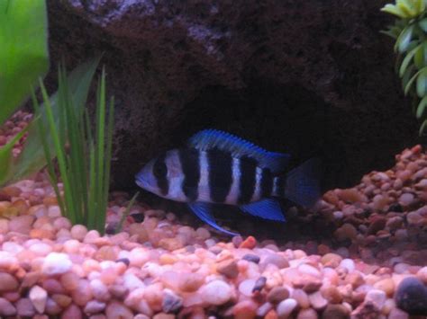 Photo #7 - 2" Frontosa - 125 Gallon Has 1 X Green Texas...