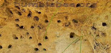 honey bees nest  ground  life  bee