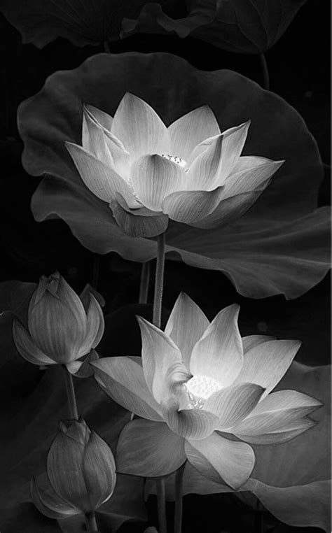 Pin By Dede Desuka On Japan Tattoo Black And White Art Drawing Lotus Flower Pictures Flower