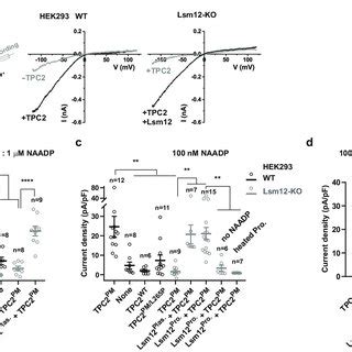 Lsm Is Essential For Naadp Evoked Ca Release A B Immunoblot A