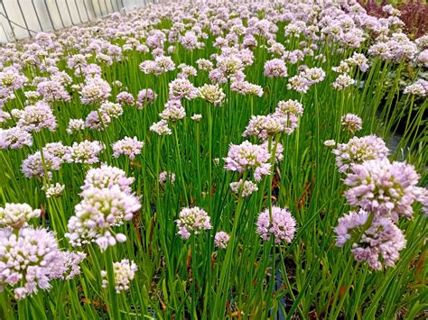 Allium Hybride Summer Beauty Kwekerij De Boever