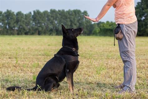 Dog Training Techniques: 7 Vet-Verified Methods & Their Differences – Dogster