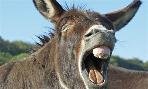 balak learning  hard