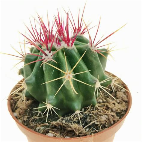 Ferocactus Stainesii 10 Cm Cactaceae Giromagi Vendita Piante Grasse