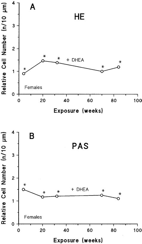 A B Effect Of Dhea On The Relative Cell Number N M Of Zones With