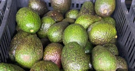 El Guacamole Ya Es Un Lujo Aguacate Se Eleva Hasta Los Pesos El