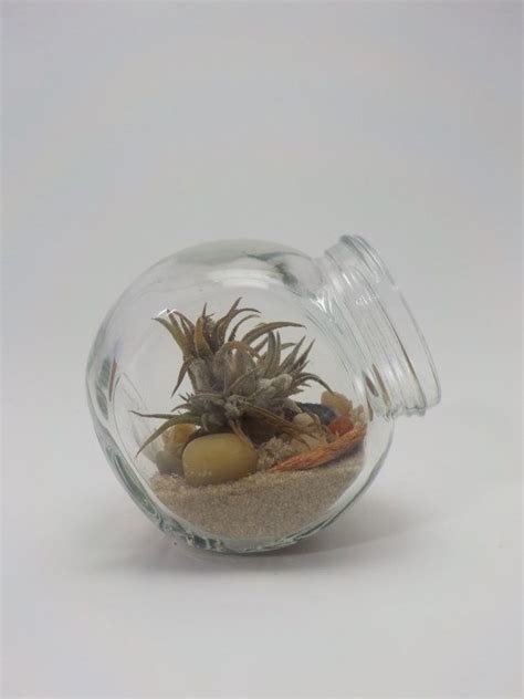 Air Plant In Glass Canister Terrariumair Plant Terrariumair Etsy Plant In Glass Air Plant