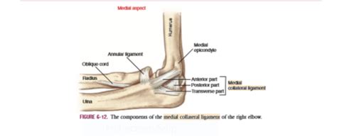 Movement Science Exam Elbow Forearm Flashcards Quizlet