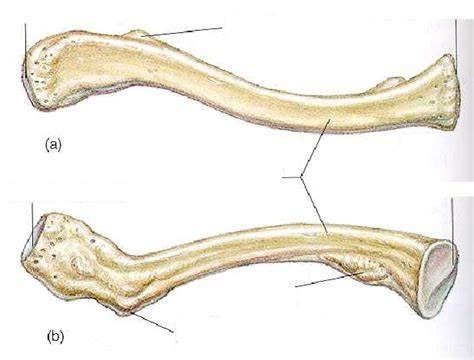 Clavicle Diagram | Quizlet