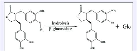 Hydrolysis of arctiin by β glucosidase Download Scientific Diagram