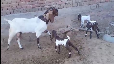 Breeding Setup Wali Totapuri Bakri Bache Dene Wali Bakri Youtube