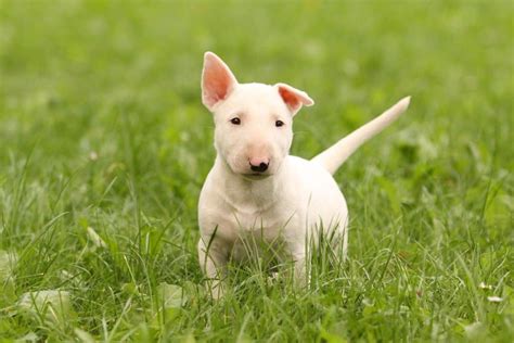 10 Incredible Bull Terrier Facts A Z Animals