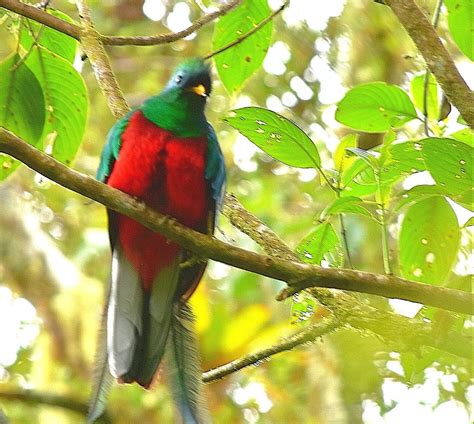 la foto del  quetzal