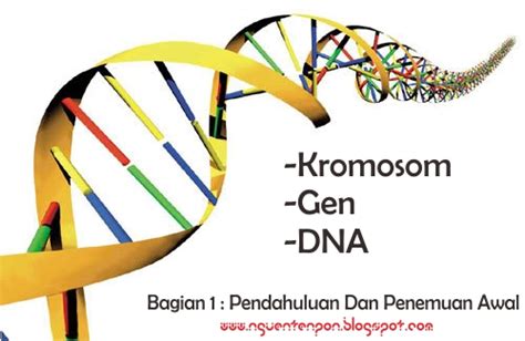 Kromosomgendan Dna Bagian 1 Pendahuluan Dan Penemuan Awal Kerak Telor