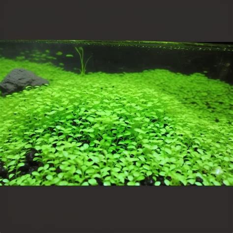 Create A Stunning Aquatic Garden With Live Aquarium Plant Seeds Combo