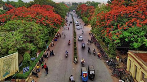 Tree Felling Case In Bhu Neither Wood Found Nor Thief Case Against