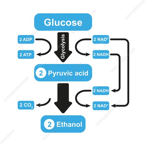 Alcoholic fermentation, illustration - Stock Image - F037/4551 ...