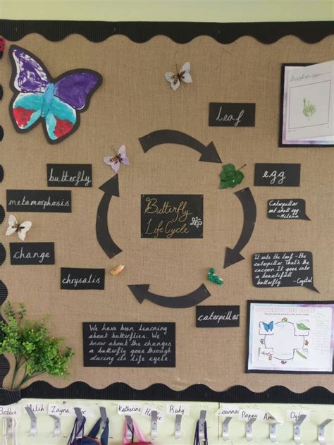 Butterfly Life Cycle Display Butterfly Life Cycle Butterfly Life