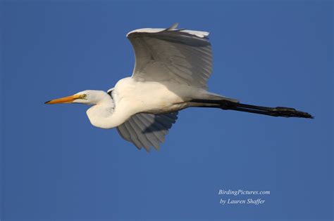 Great Egret – Birding Pictures