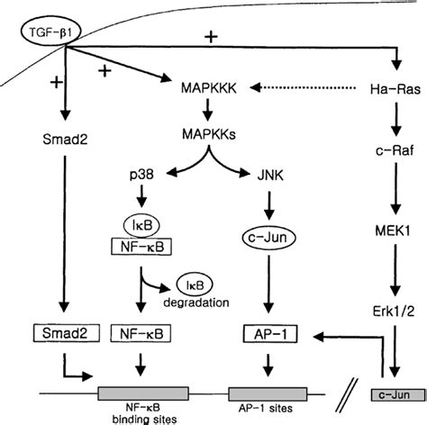 Increase Of Il Mrna Stability By Tgf A Elisa Analysis Of