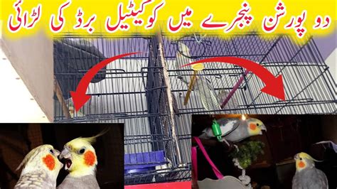 Cocktails Birds Ko Ek Cage Me Rakne Ka Nuksan