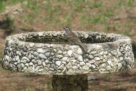 All About Concrete Bird Baths