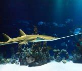 Sawfish - Description, Habitat, Image, Diet, and Interesting Facts