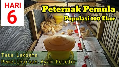 Memelihara Ayam Petelur Dari Doc Sampai Produksi Umur 6 Hari Youtube