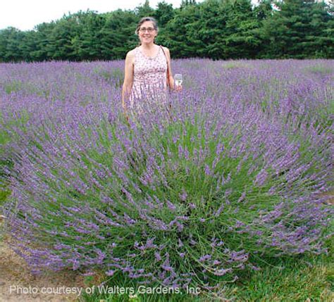 Phenomenal Lavender Lavandula X Intermedia Phenomenal®