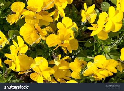 Yellow Oenothera Fruticosa Flowers Narrow-leaved Sundrops Stock Photo ...