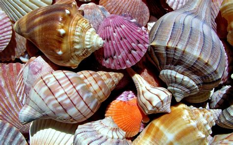 Sea Shells 1680 x 1050 widescreen Wallpaper