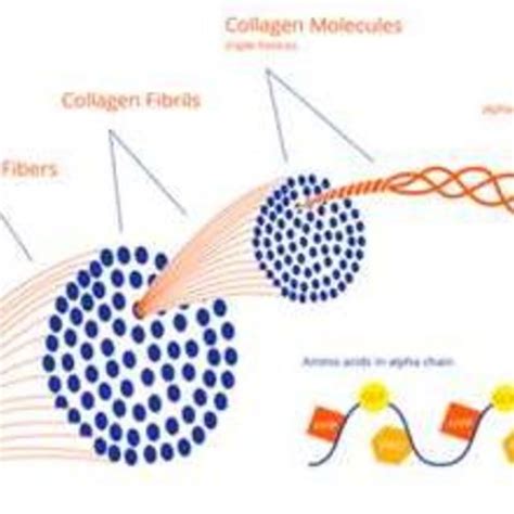 Multiple collagen fibrils form the collagen fibres.[10] | Download ...